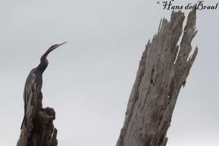 Australische slangenhalsvogel